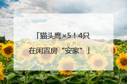 猫头鹰×5！4只在闲置房“安家”