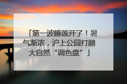 第一波睡莲开了！暑气渐浓，沪上公园打翻大自然“调色盘”