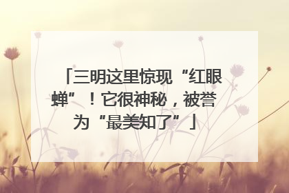 三明这里惊现“红眼蝉”！它很神秘，被誉为“最美知了”