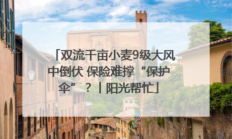 双流千亩小麦9级大风中倒伏 保险难撑“保护伞”？丨阳光帮忙