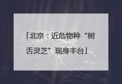 北京：近危物种“树舌灵芝”现身丰台