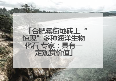 合肥罍街地砖上“惊现”多种海洋生物化石 专家：具有一定观赏价值