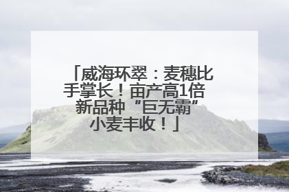 威海环翠：麦穗比手掌长！亩产高1倍 新品种“巨无霸”小麦丰收！