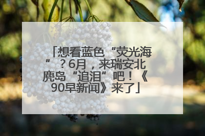 想看蓝色“荧光海”？6月，来瑞安北麂岛“追泪”吧！《90早新闻》来了