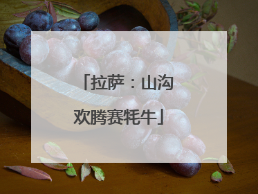 拉萨：山沟欢腾赛牦牛
