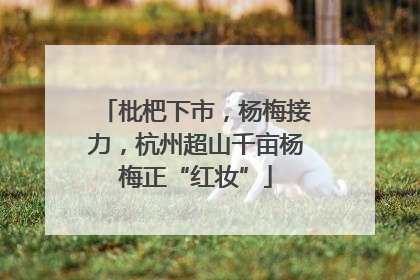 枇杷下市，杨梅接力，杭州超山千亩杨梅正“红妆”