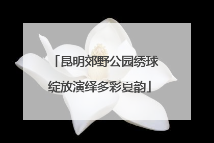 昆明郊野公园绣球绽放演绎多彩夏韵