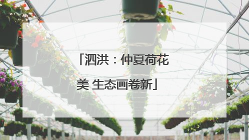 泗洪：仲夏荷花美 生态画卷新