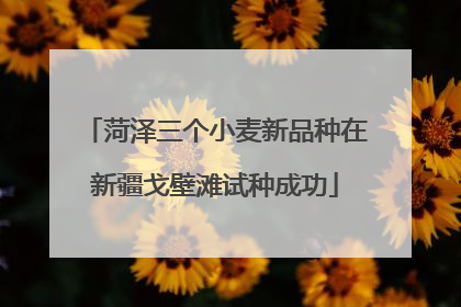 菏泽三个小麦新品种在新疆戈壁滩试种成功