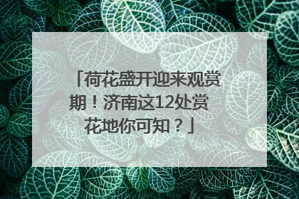 荷花盛开迎来观赏期！济南这12处赏花地你可知？