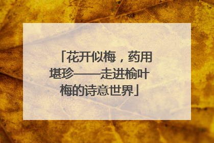 花开似梅，药用堪珍——走进榆叶梅的诗意世界