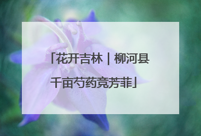 花开吉林｜柳河县千亩芍药竞芳菲