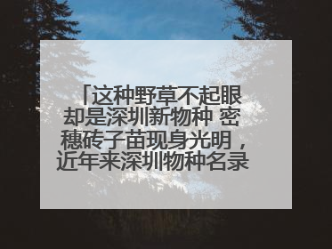 这种野草不起眼 却是深圳新物种 密穗砖子苗现身光明，近年来深圳物种名录不断刷新