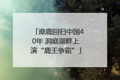 麋鹿回归中国40年 洞庭湖畔上演“鹿王争霸”