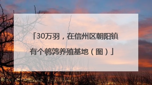 30万羽，在信州区朝阳镇有个鹌鹑养殖基地（图）