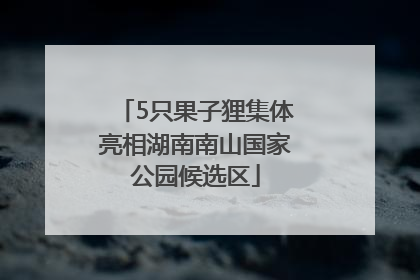 5只果子狸集体亮相湖南南山国家公园候选区